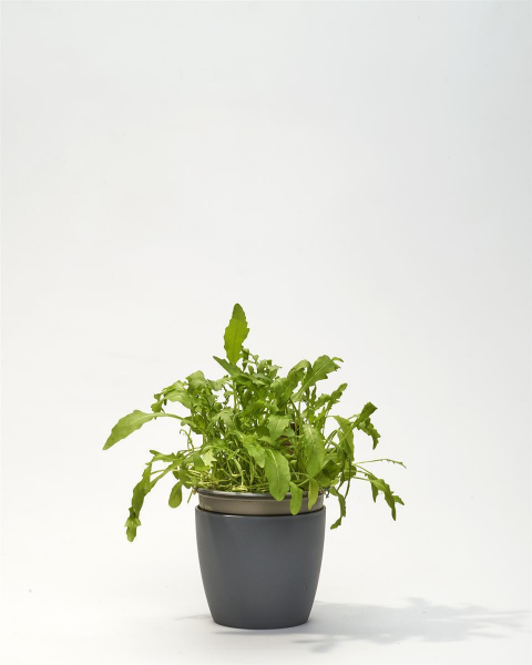 Samen Baumwolle Selber Anbauen Tannenbaum Samen, Dein Christbaum 2030